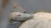 IMG-20250516-WA0001